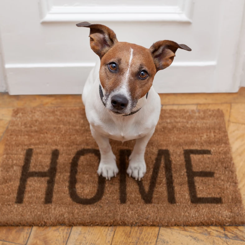 Hund står på dörrmatta med texten home.