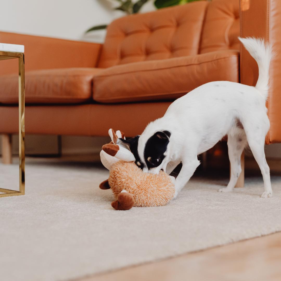 Orange soffa på en vit kort skuren matta. På mattan leker en hund med en mjuk leksak.