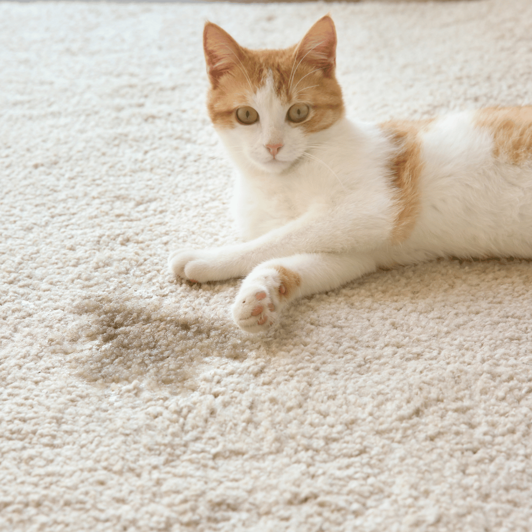 Kattkiss och avföring på vit matta bredvid en liggandes katt med en rolig blick.