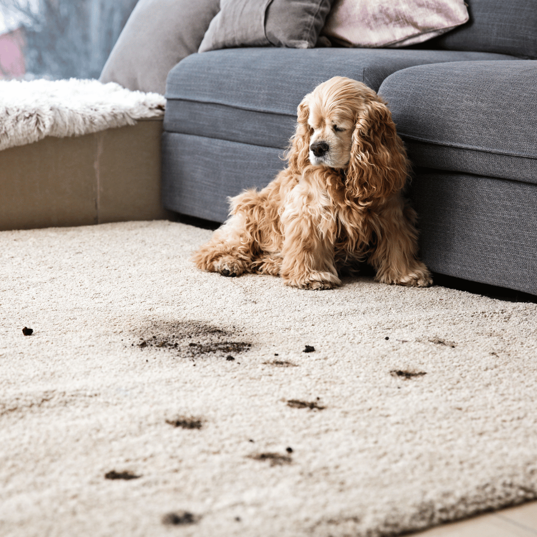 hund på matta med fläckar från hundens tassar.
