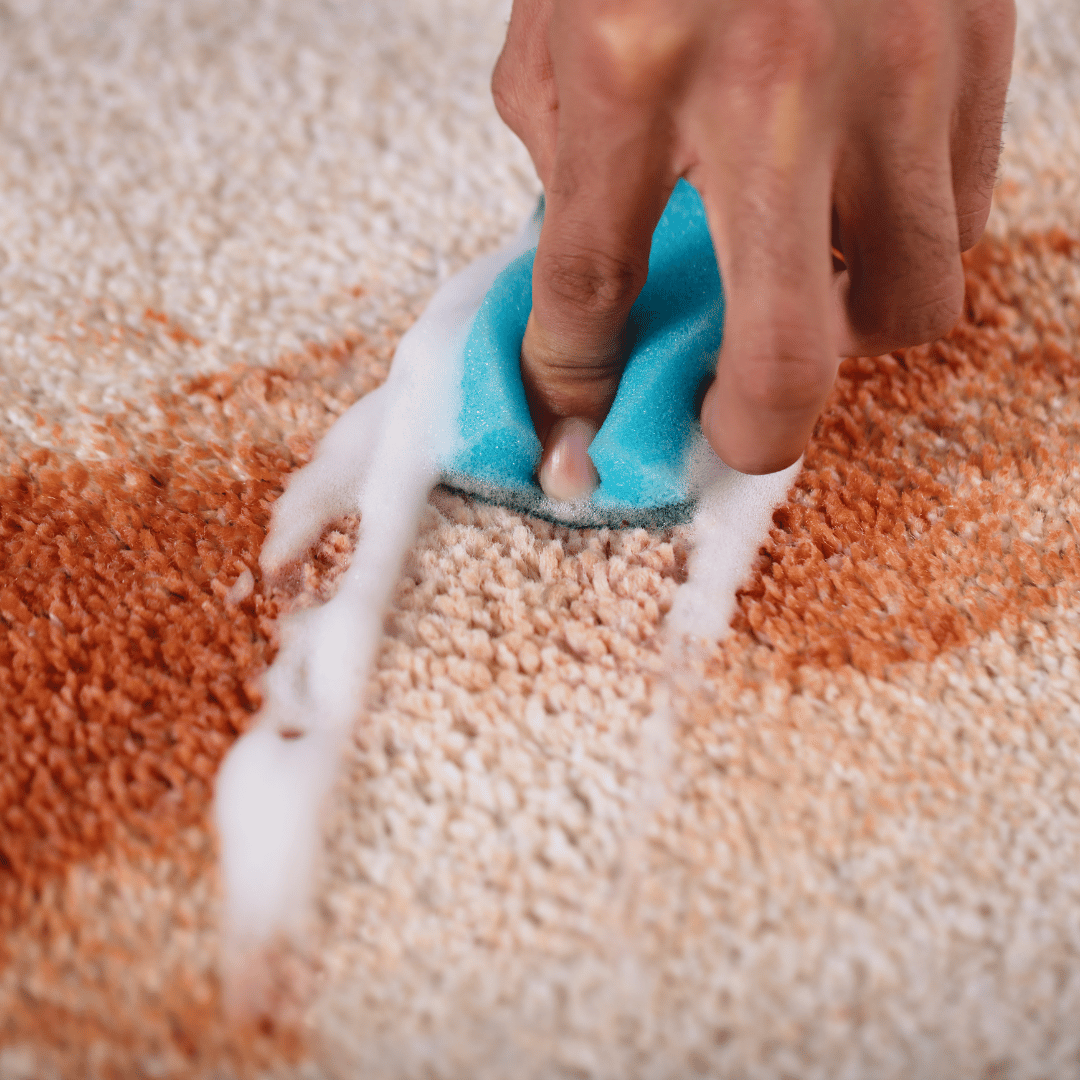 Tvättar bort fläck på matta med lödder.