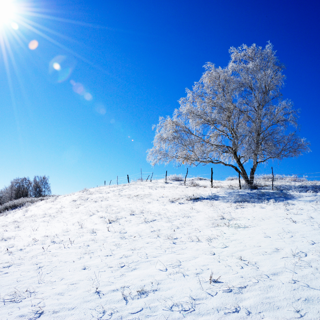 Snötäckt kulle med ett träd på toppen som avnjuter solen en kall vinterdag.